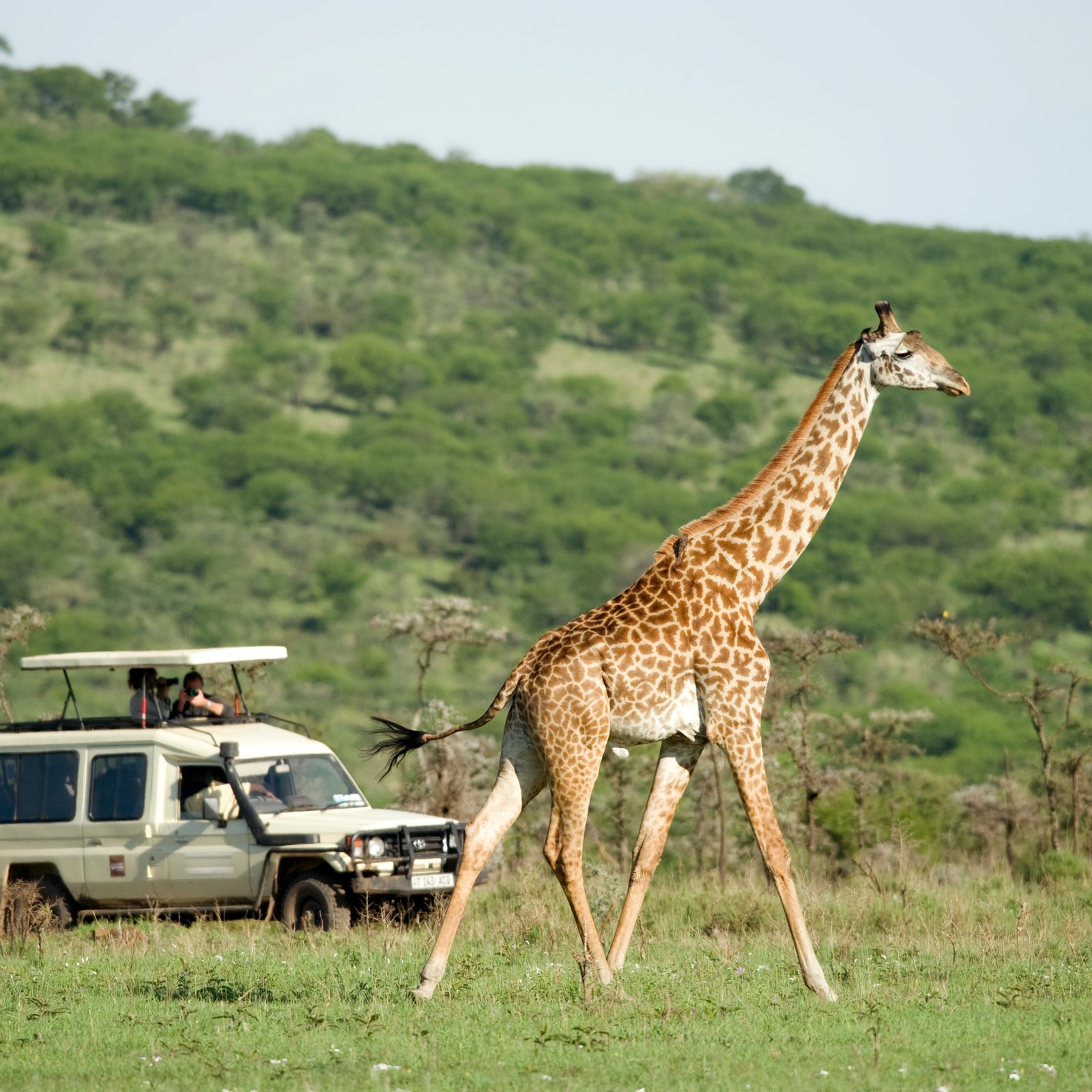 Luxury 4x4 vehicle on a safari viewing giraffes